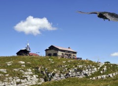  Animaux Vol de choucas en Haute-Savoie