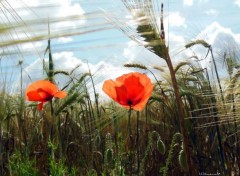  Nature Coquelicots dans le vent