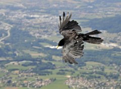  Animals Vol de choucas en Haute-Savoie