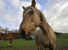  Animaux Cheval dans un prs