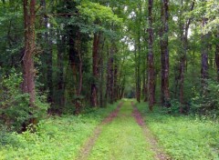  Nature La fracheur d'un sous-bois