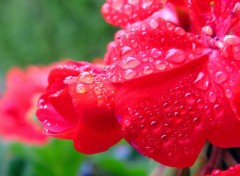  Nature Pluie sur Granium