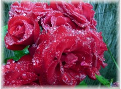  Nature Roses perles