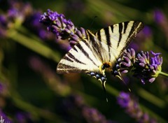  Animaux streaked butterfly