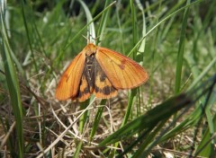  Animaux papillon