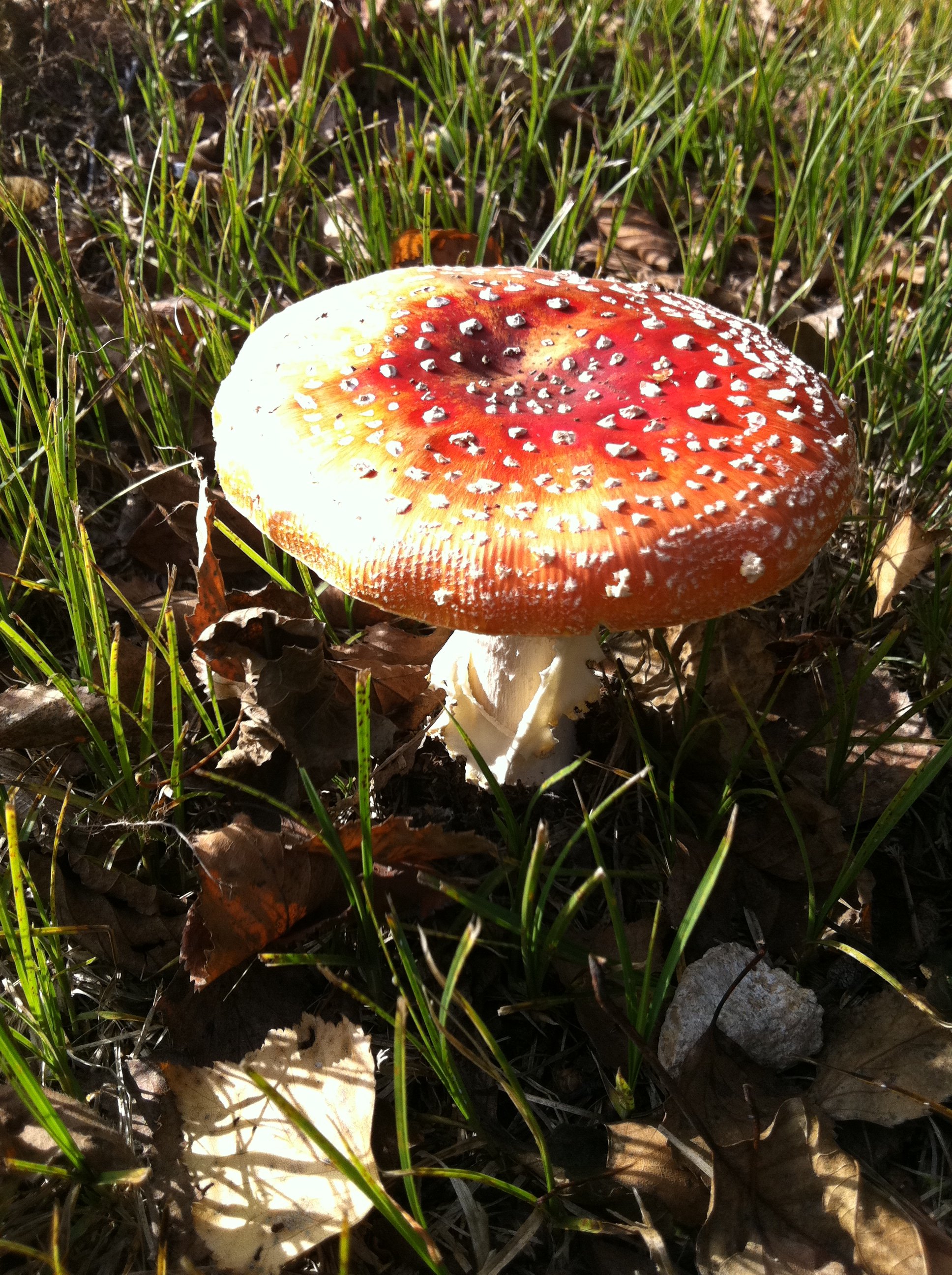 Fonds d'cran Nature Champignons 