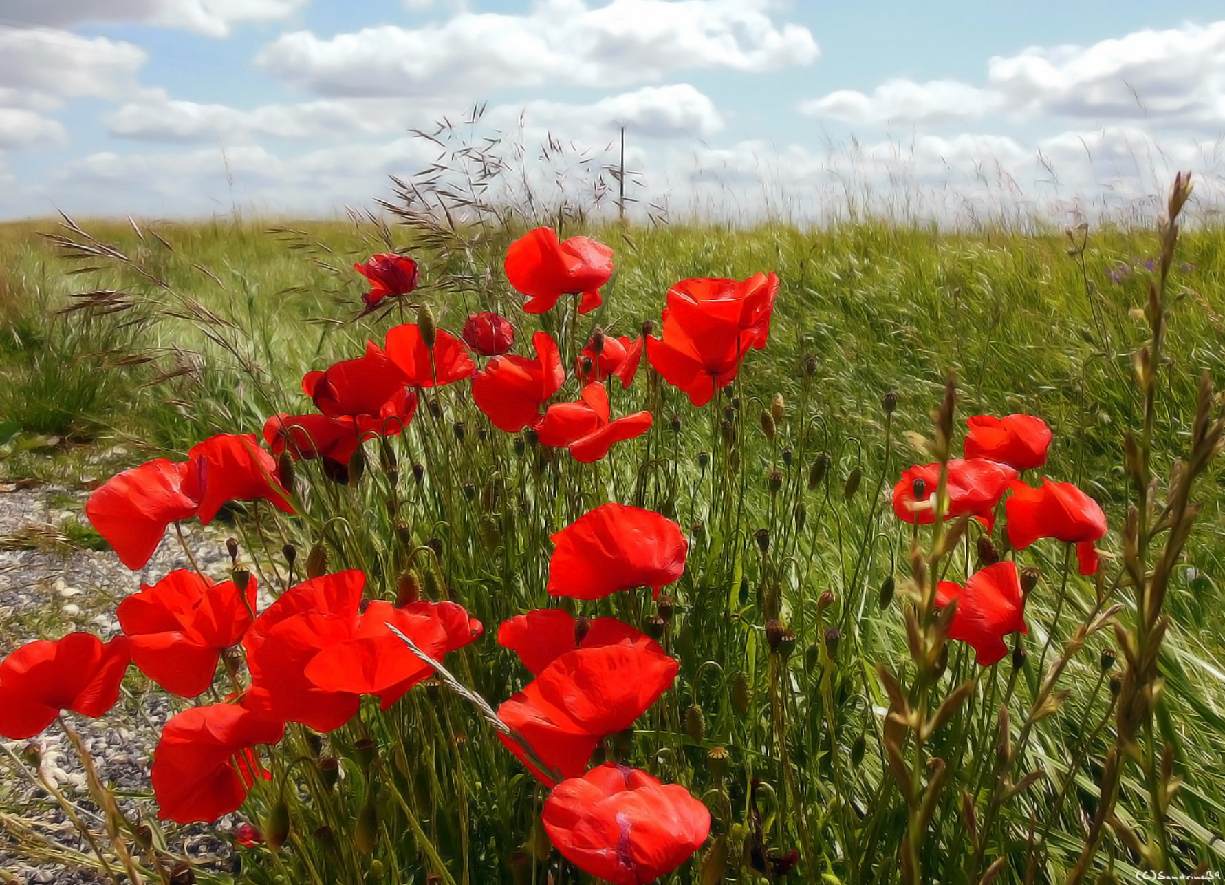 Wallpapers Nature Flowers Coquelicots dans le vent