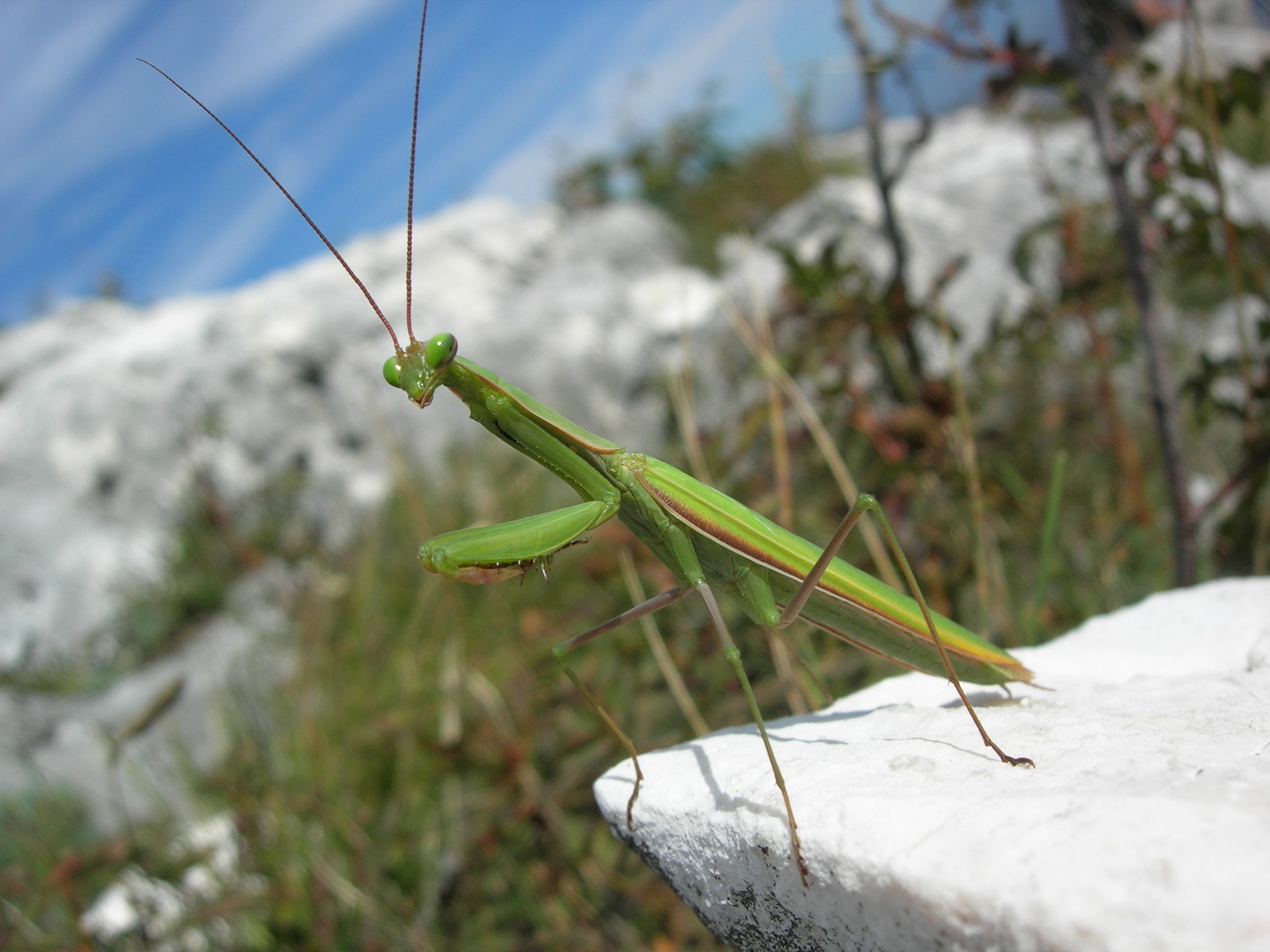 Fonds d'cran Animaux Insectes - Mantes religieuses Alien 1