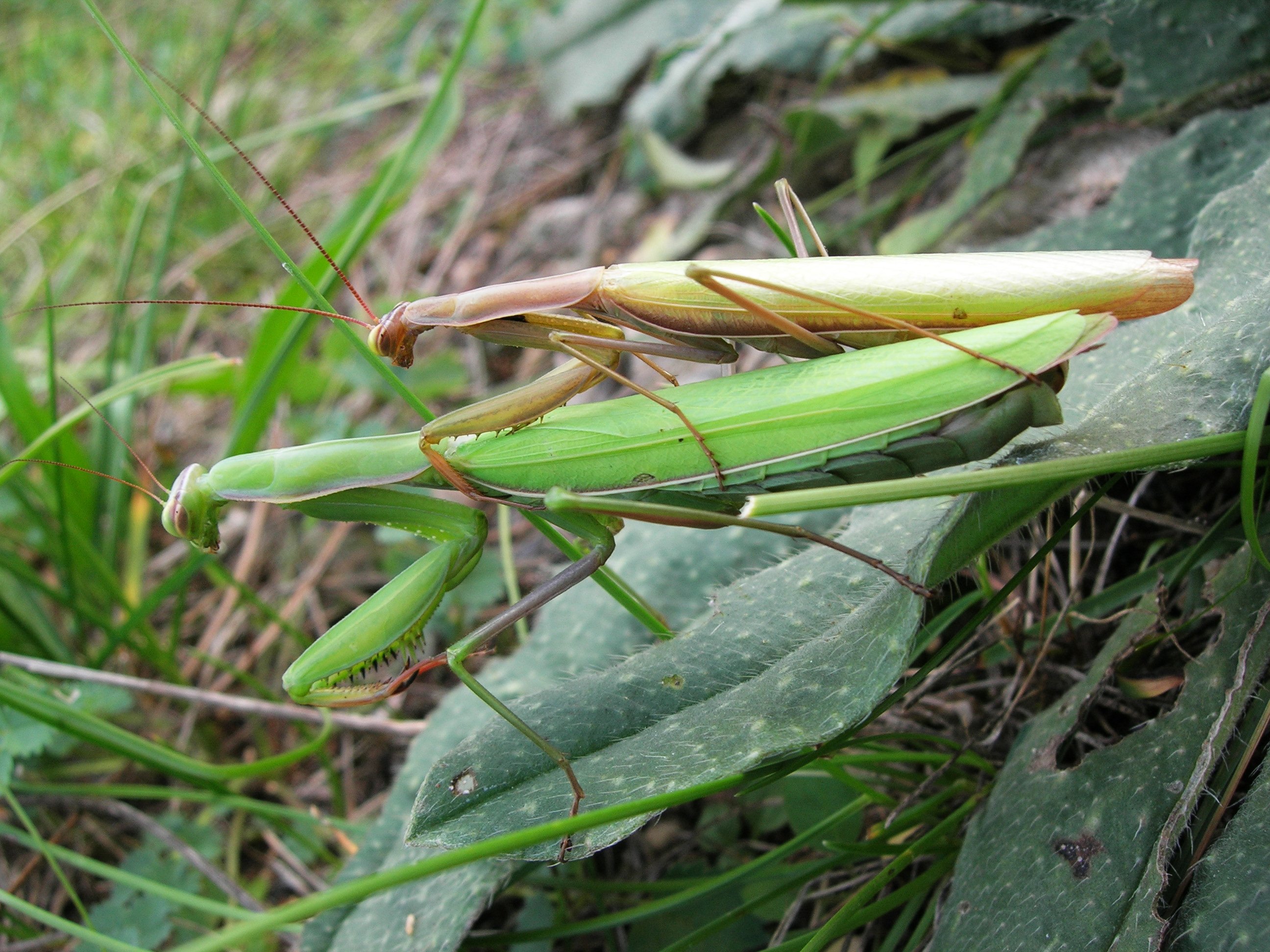 Wallpapers Animals Insects - Mantis Alien 2