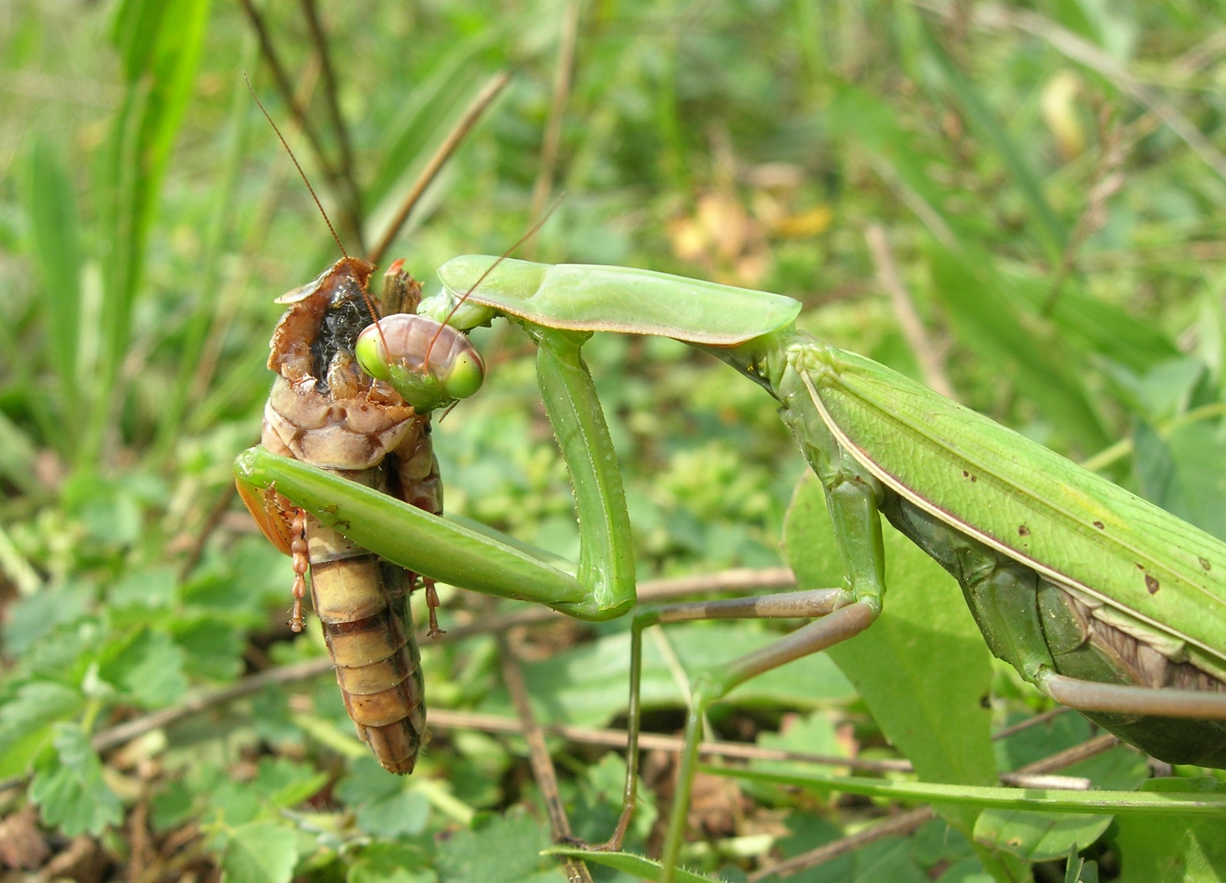 Fonds d'cran Animaux Insectes - Mantes religieuses Alien 3