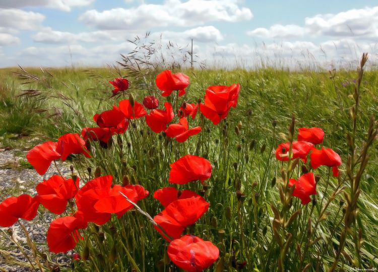 Wallpapers Nature Flowers Coquelicots dans le vent