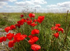  Nature Coquelicots dans le vent