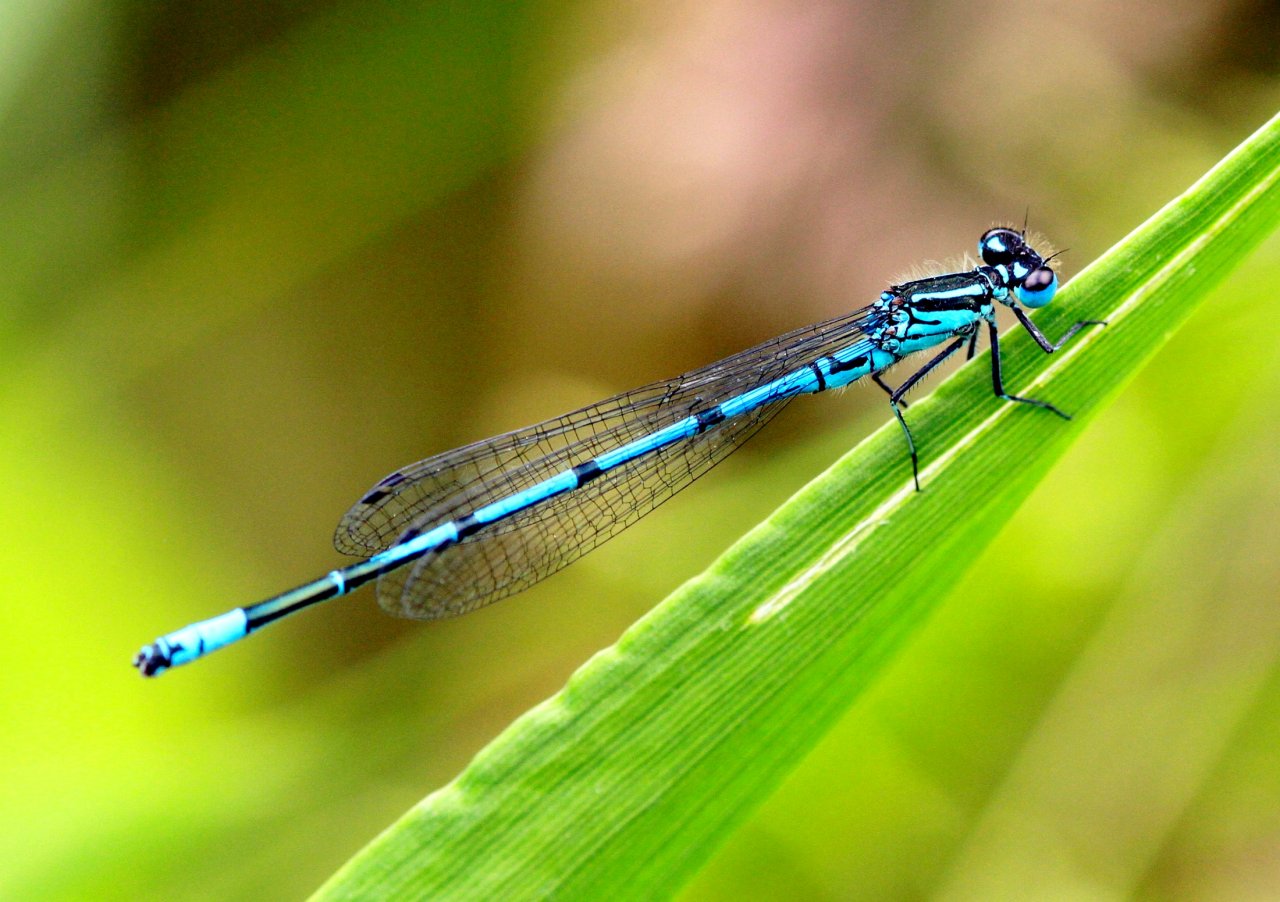 Wallpapers Animals Insects - Dragonflies 