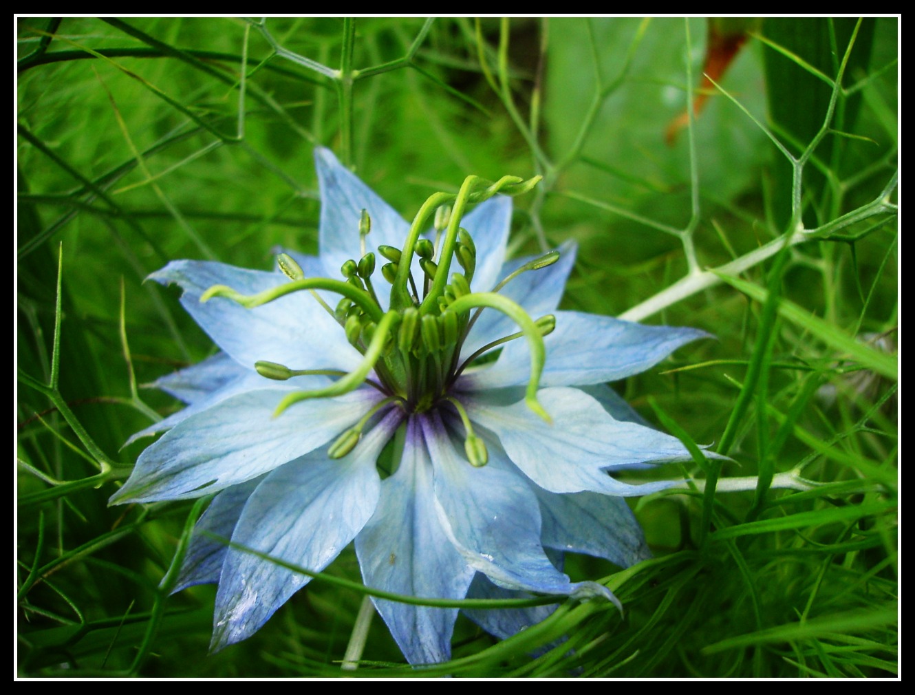 Wallpapers Nature Flowers Nigelle