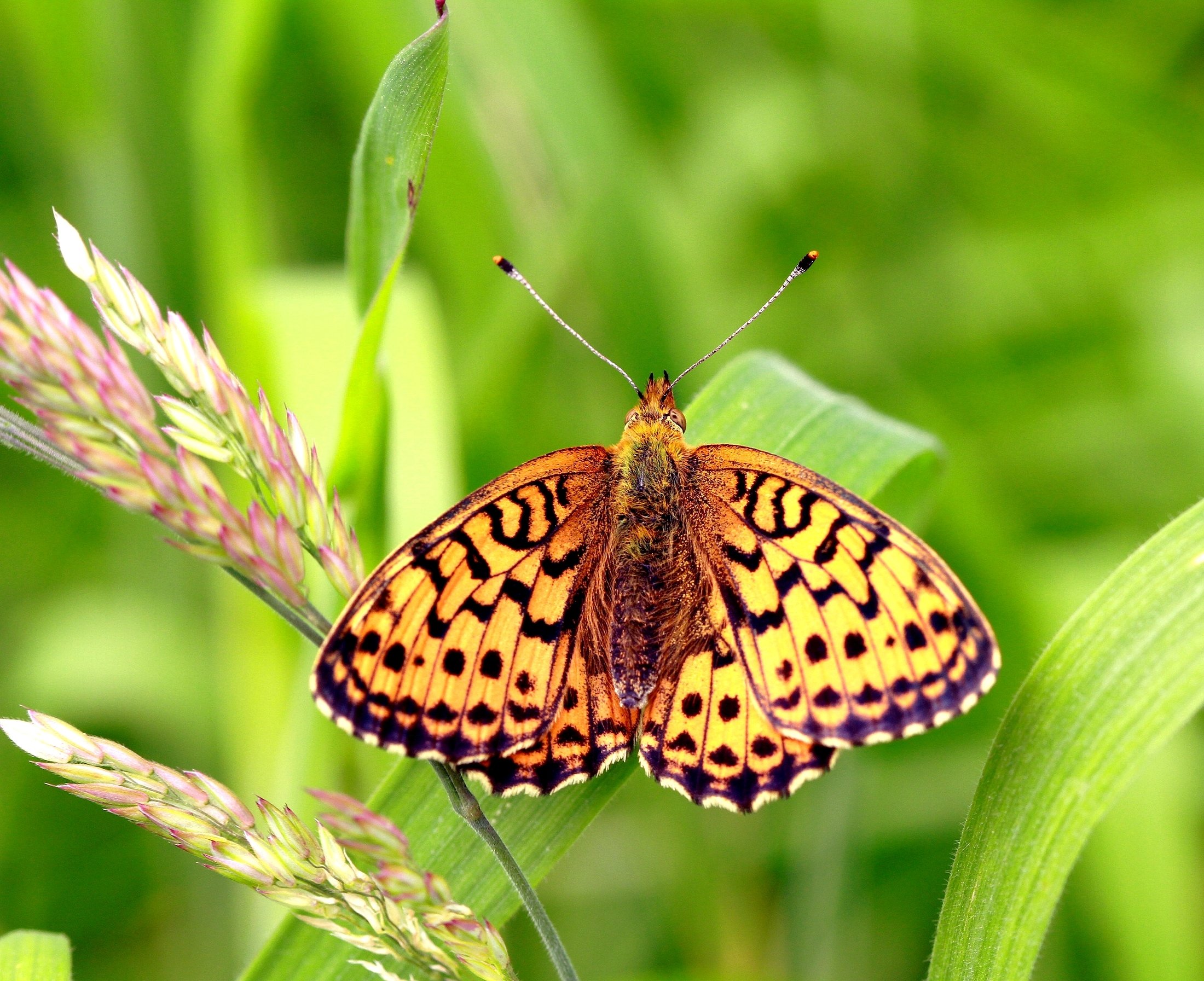 Wallpapers Animals Insects - Butterflies 