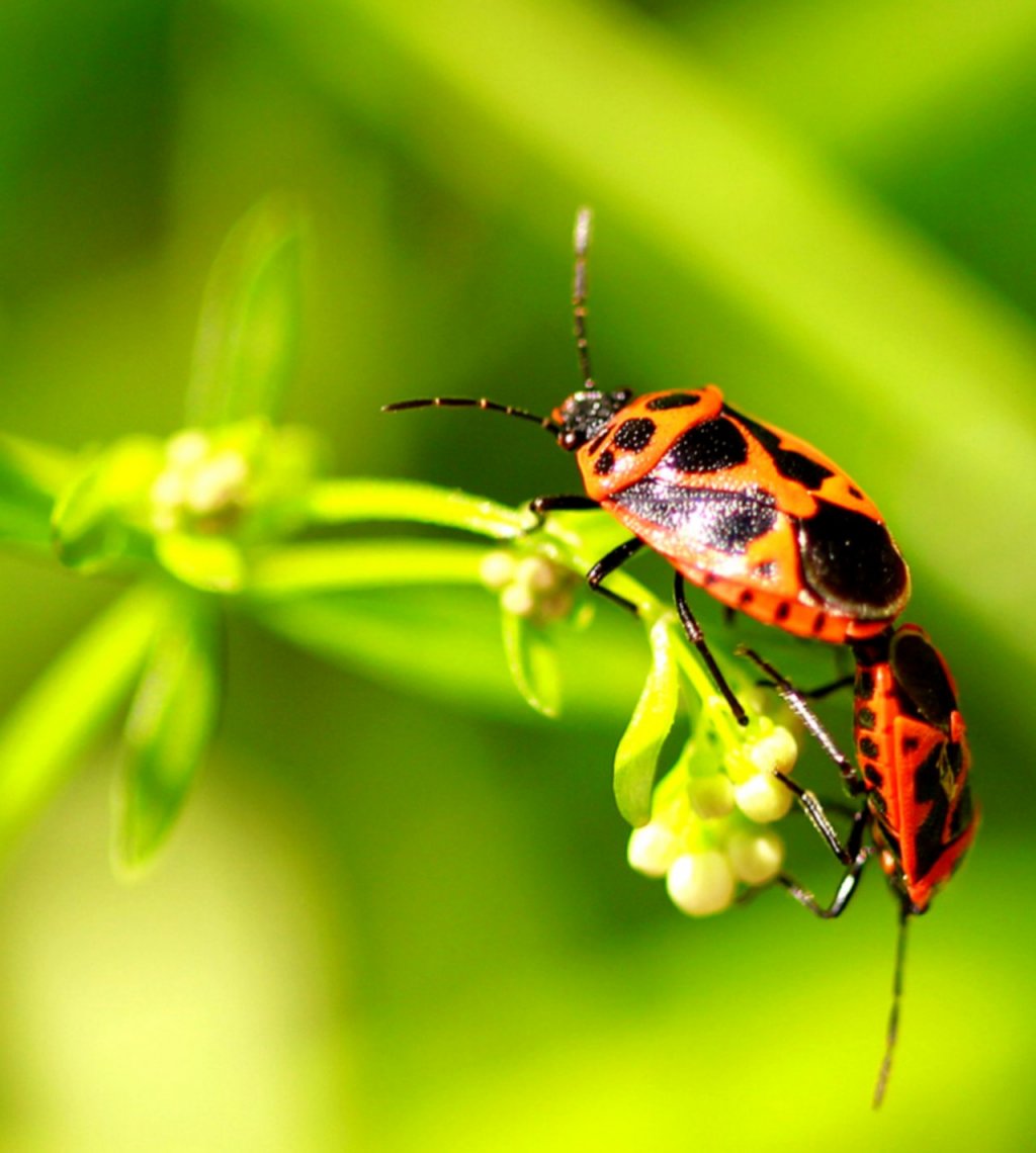 Fonds d'cran Animaux Insectes - Gendarmes 