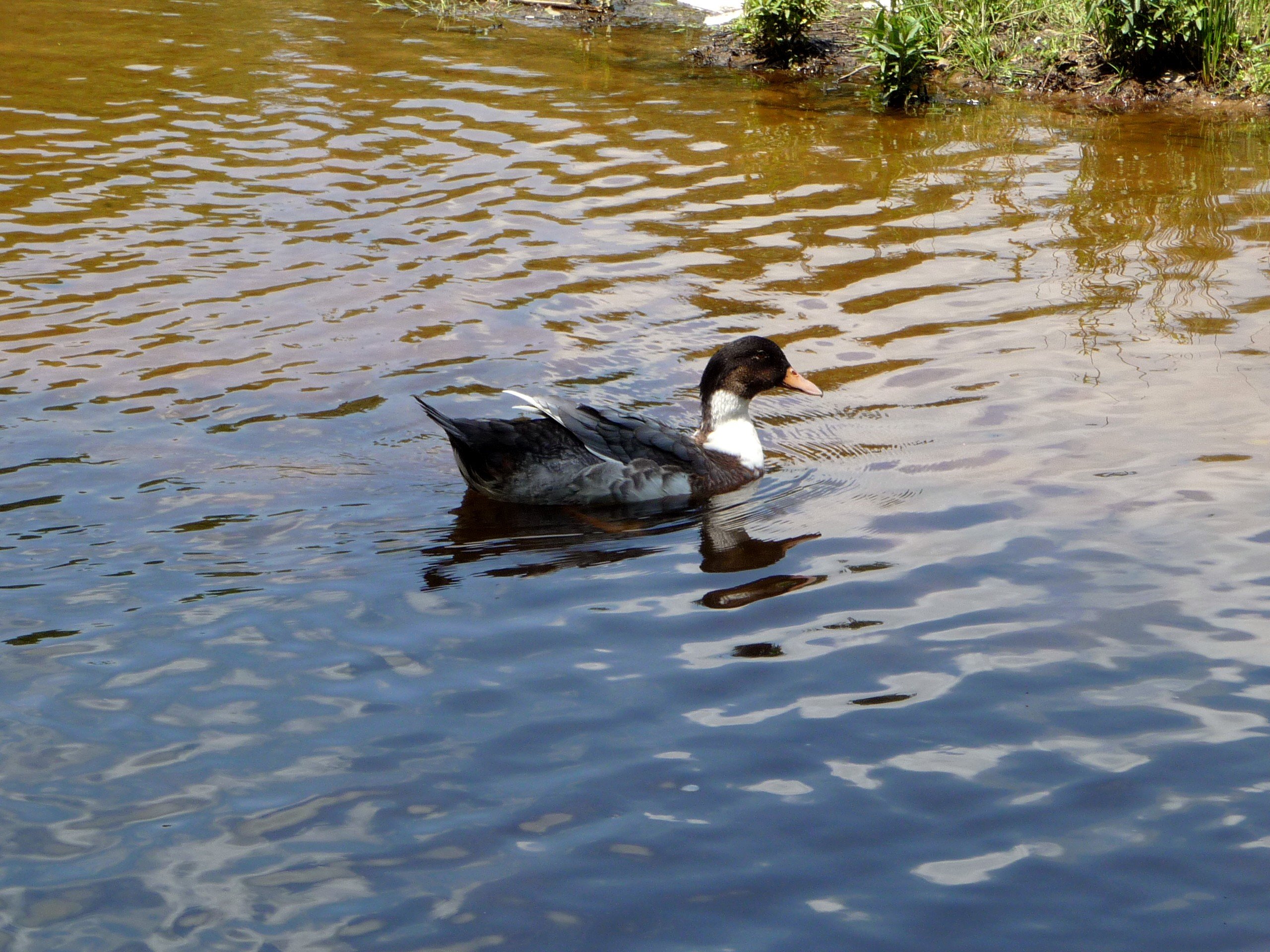 Fonds d'cran Animaux Oiseaux - Canards Coin-Coin