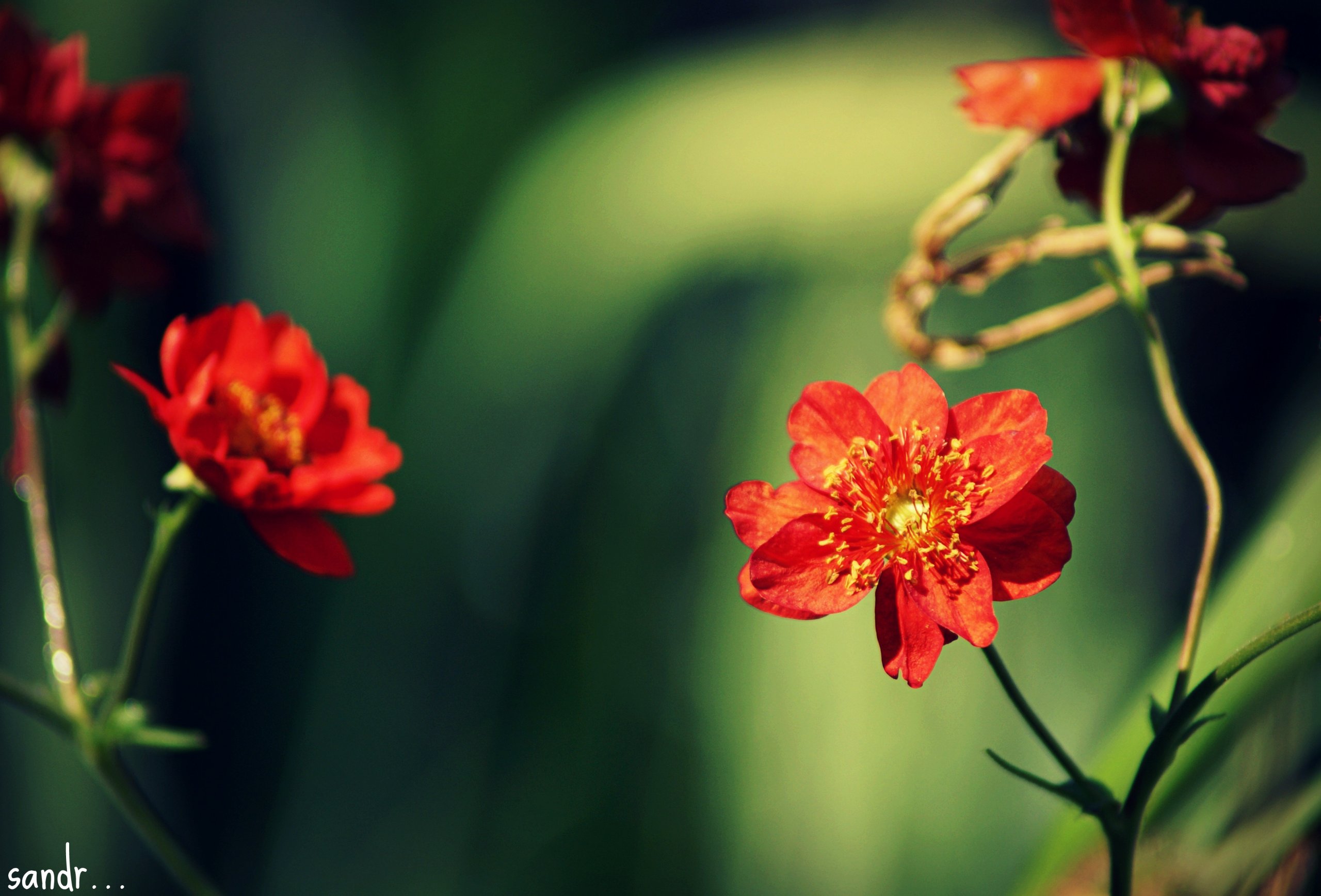 Wallpapers Nature Flowers in the garden