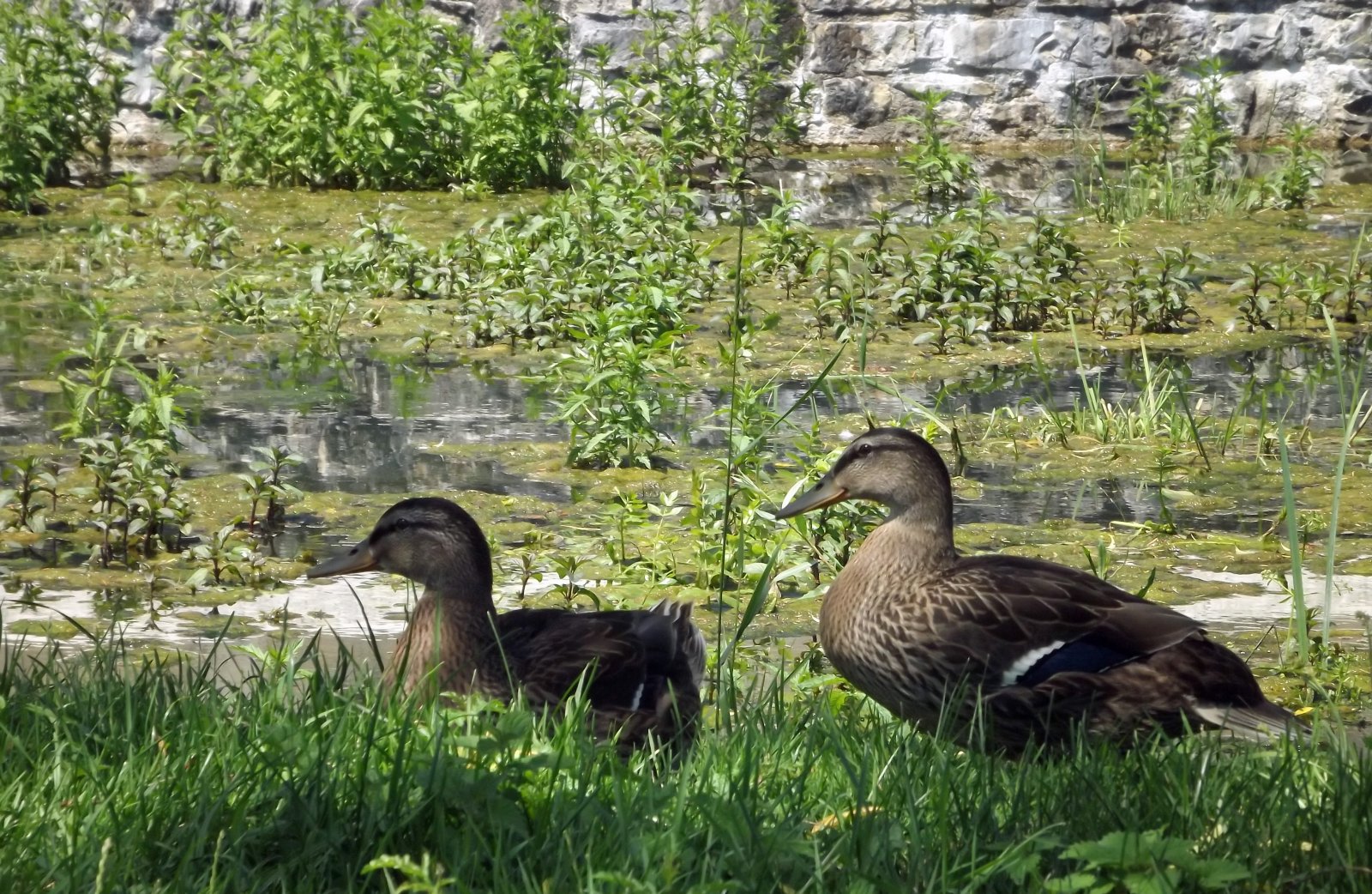 Wallpapers Animals Birds - Ducks coin & coin les 2 canards