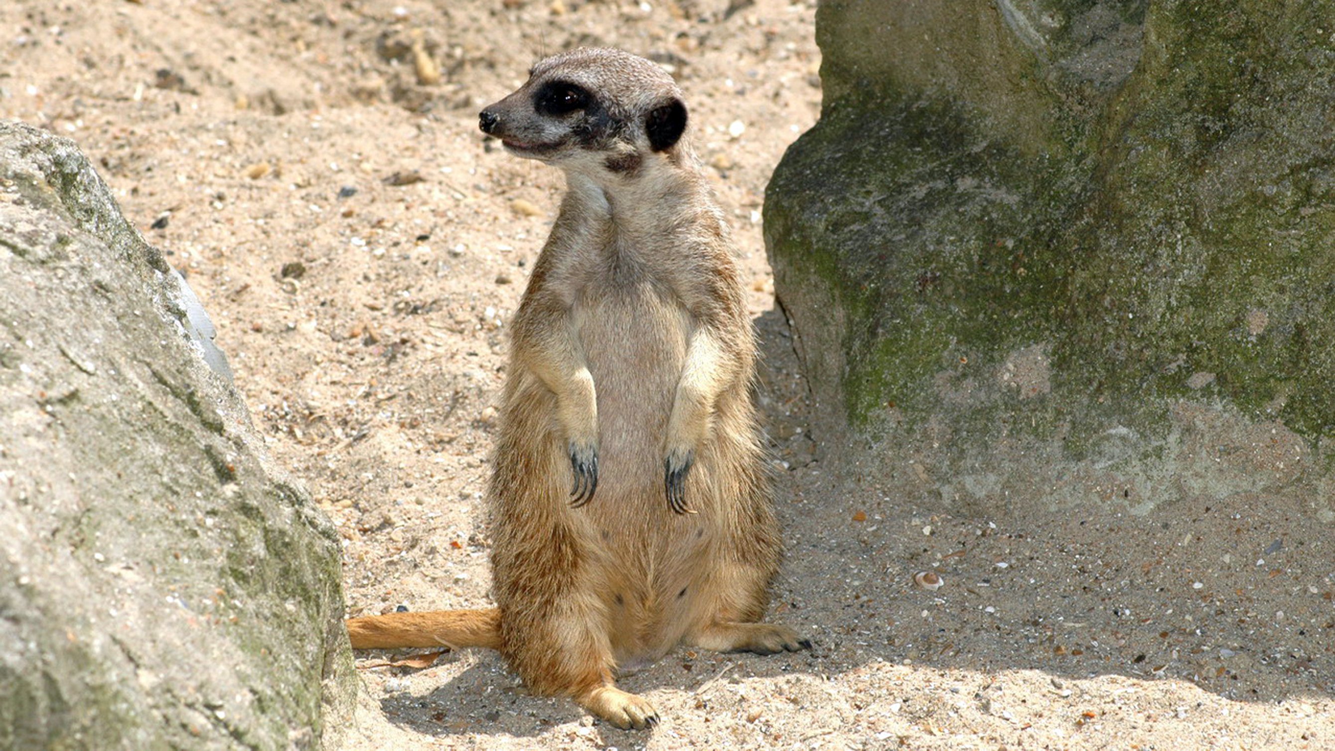 Fonds d'cran Animaux Divers Mammifre fait le guet