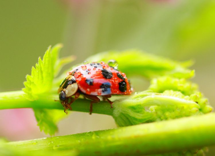 Wallpapers Animals Insects - Ladybugs Wallpaper N304805