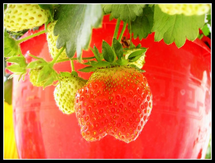 Fonds d'cran Nature Fruits Fraises miam