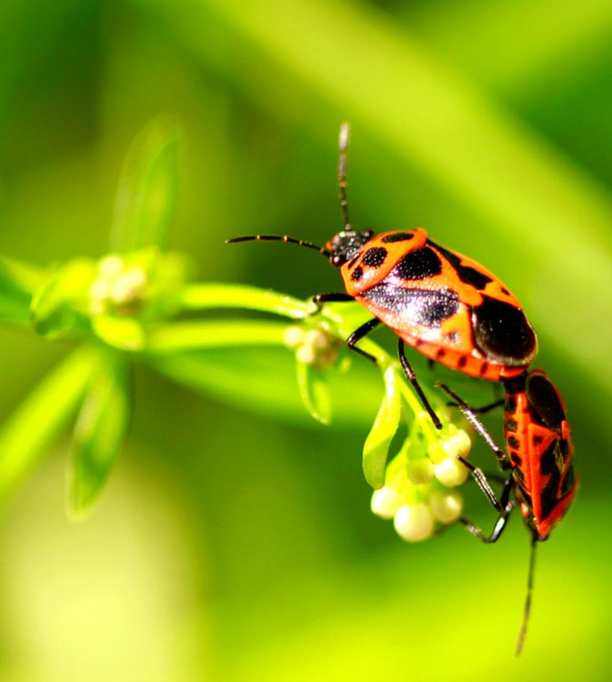 Fonds d'cran Animaux Insectes - Gendarmes Wallpaper N304808