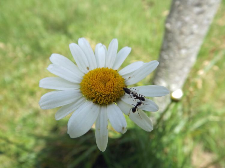 Wallpapers Nature Flowers serie de fleurs