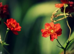  Nature in the garden