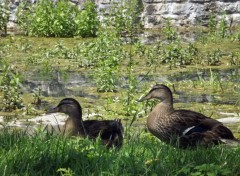  Animals coin & coin les 2 canards