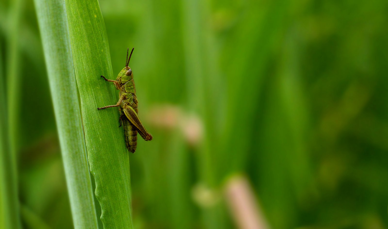 Fonds d'cran Animaux Insectes - Criquets sans souci