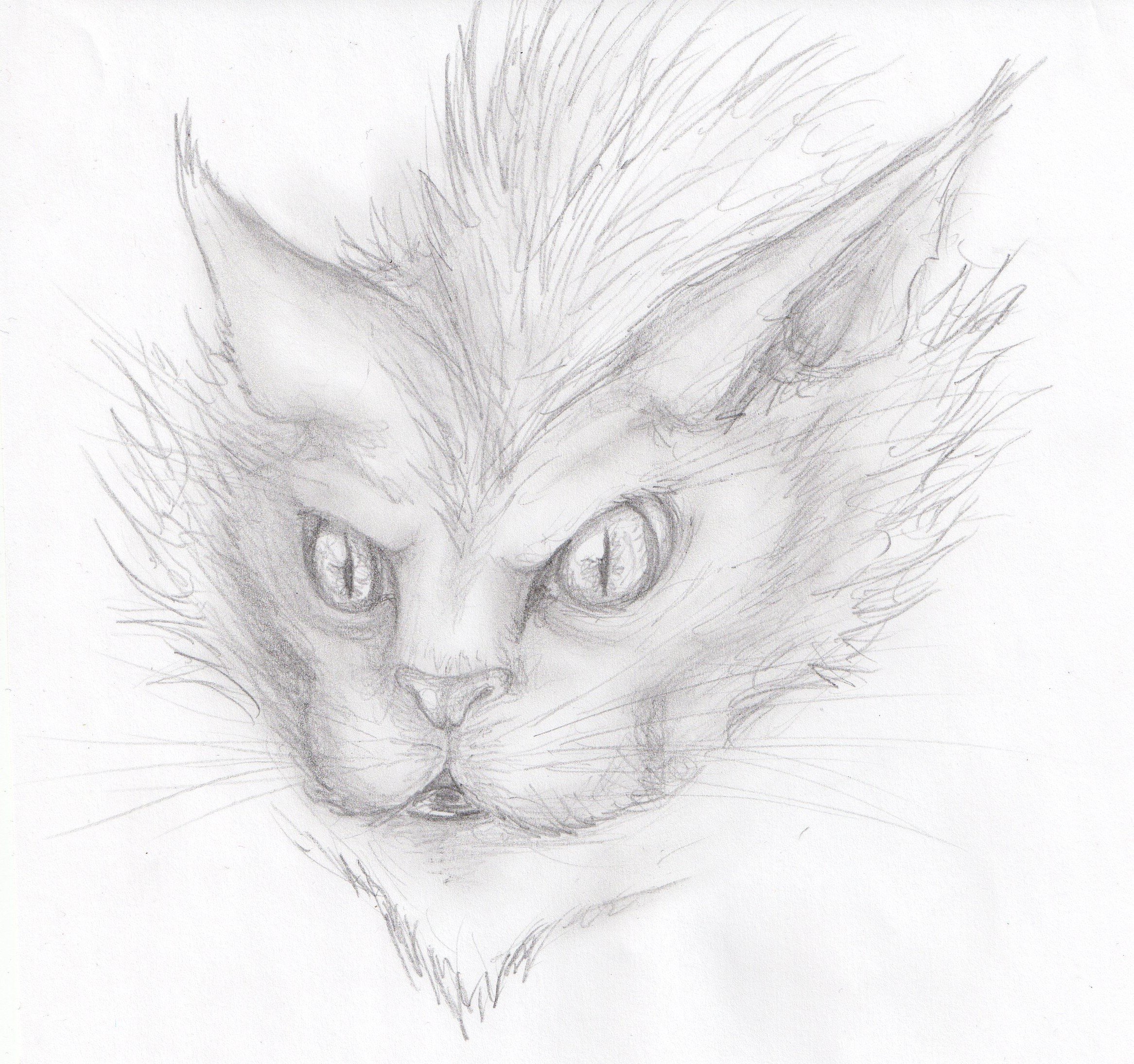 Fonds d'cran Art - Crayon Animaux - Chats Dessins