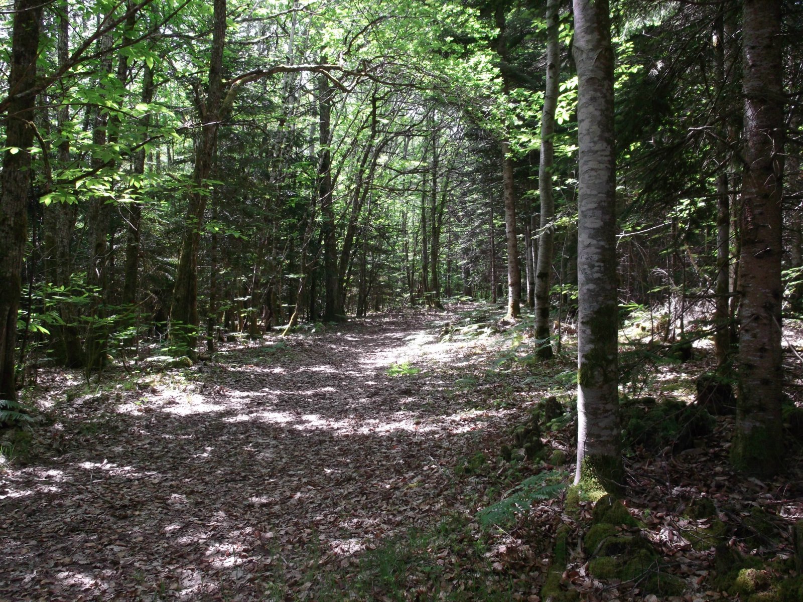 Wallpapers Nature Trees - Forests ballade dans la foret !