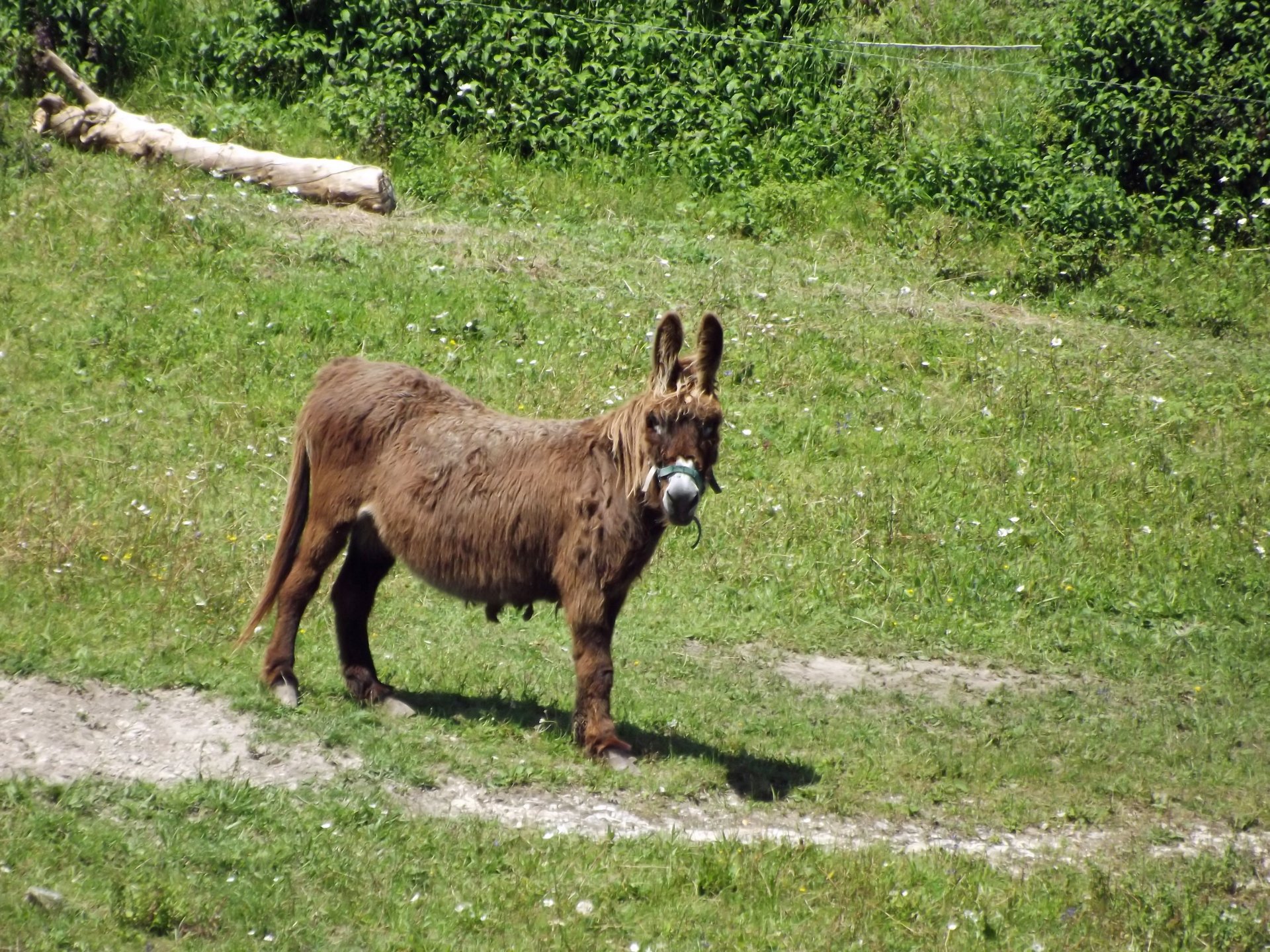 Wallpapers Animals Donkeys baudet du poitou