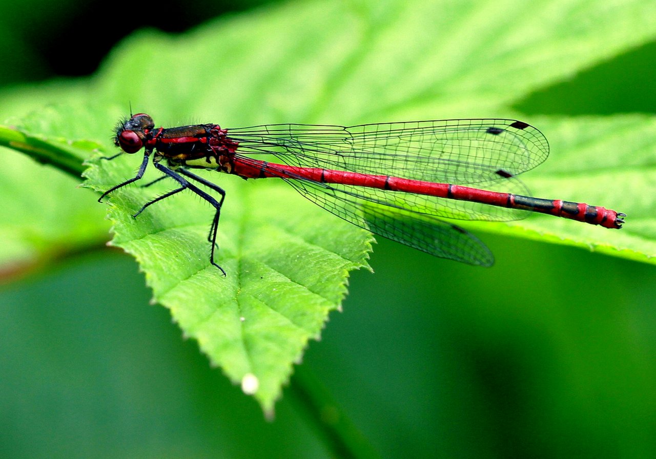 Fonds d'cran Animaux Insectes - Libellules 