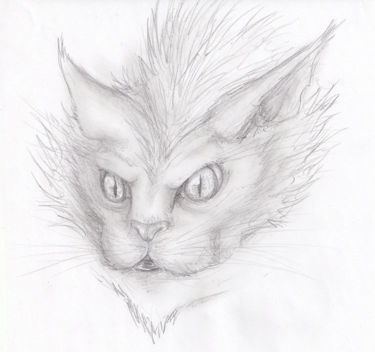 Fonds d'cran Art - Crayon Animaux - Chats Dessins