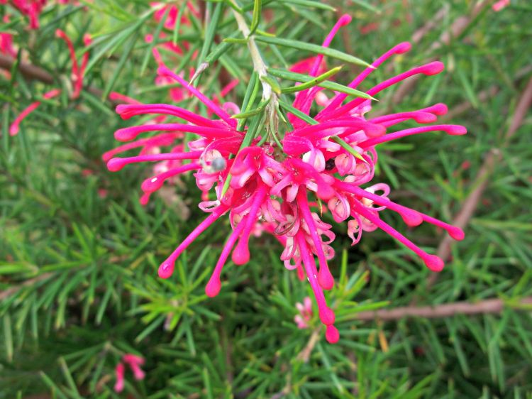 Wallpapers Nature Flowers petites fleurs !