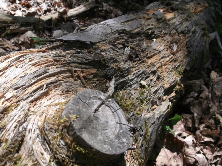 Fonds d'cran Nature Arbres - Forts ballade dans la foret !