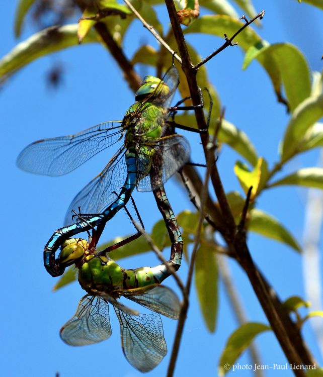 Wallpapers Animals Insects - Dragonflies moment imtime