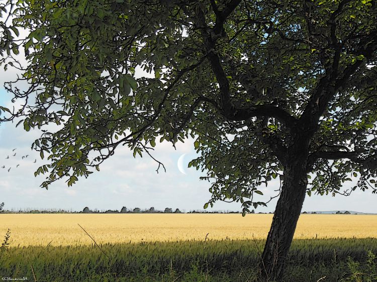 Wallpapers Nature Trees - Forests Sous la fracheur d'un arbre