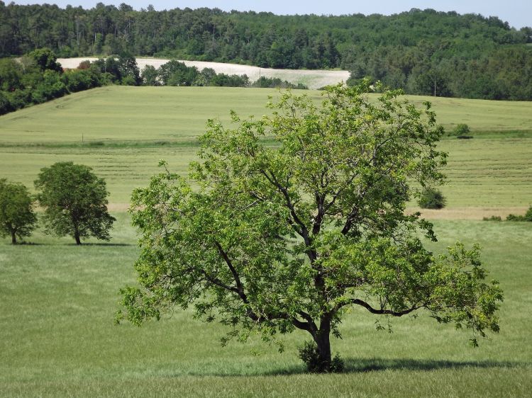 Wallpapers Nature Trees - Forests la campagne