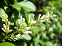  Nature Fleurs de Trone