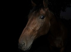  Animaux Cheval dans le noir