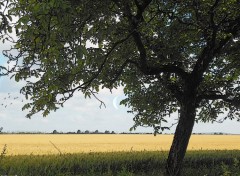  Nature Sous la fracheur d'un arbre