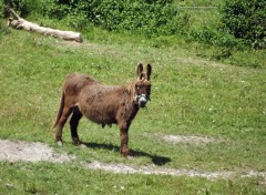  Animaux baudet du poitou