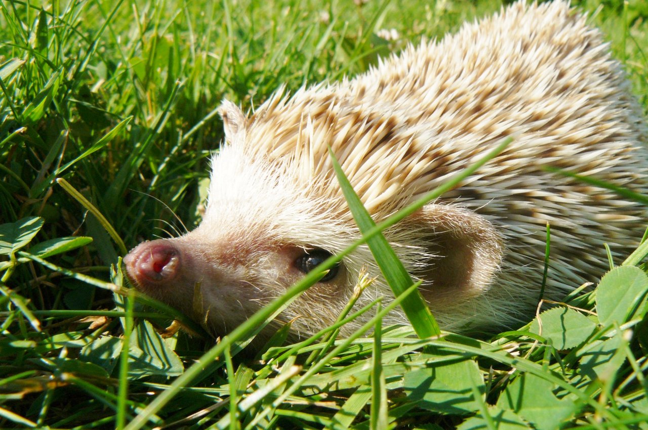 Wallpapers Animals Hedgehogs Artie le hérisson