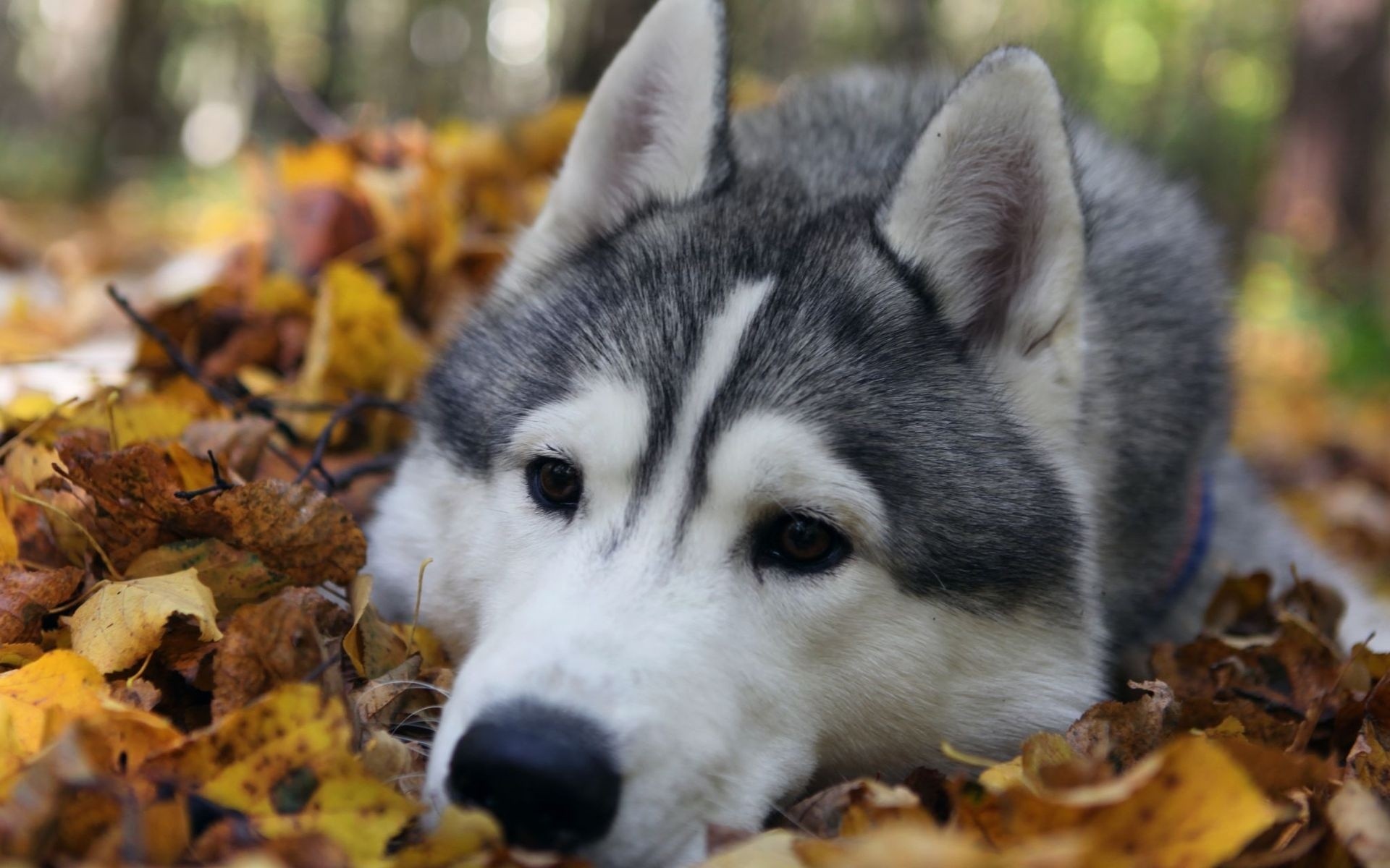 Fonds d'cran Animaux Chiens 