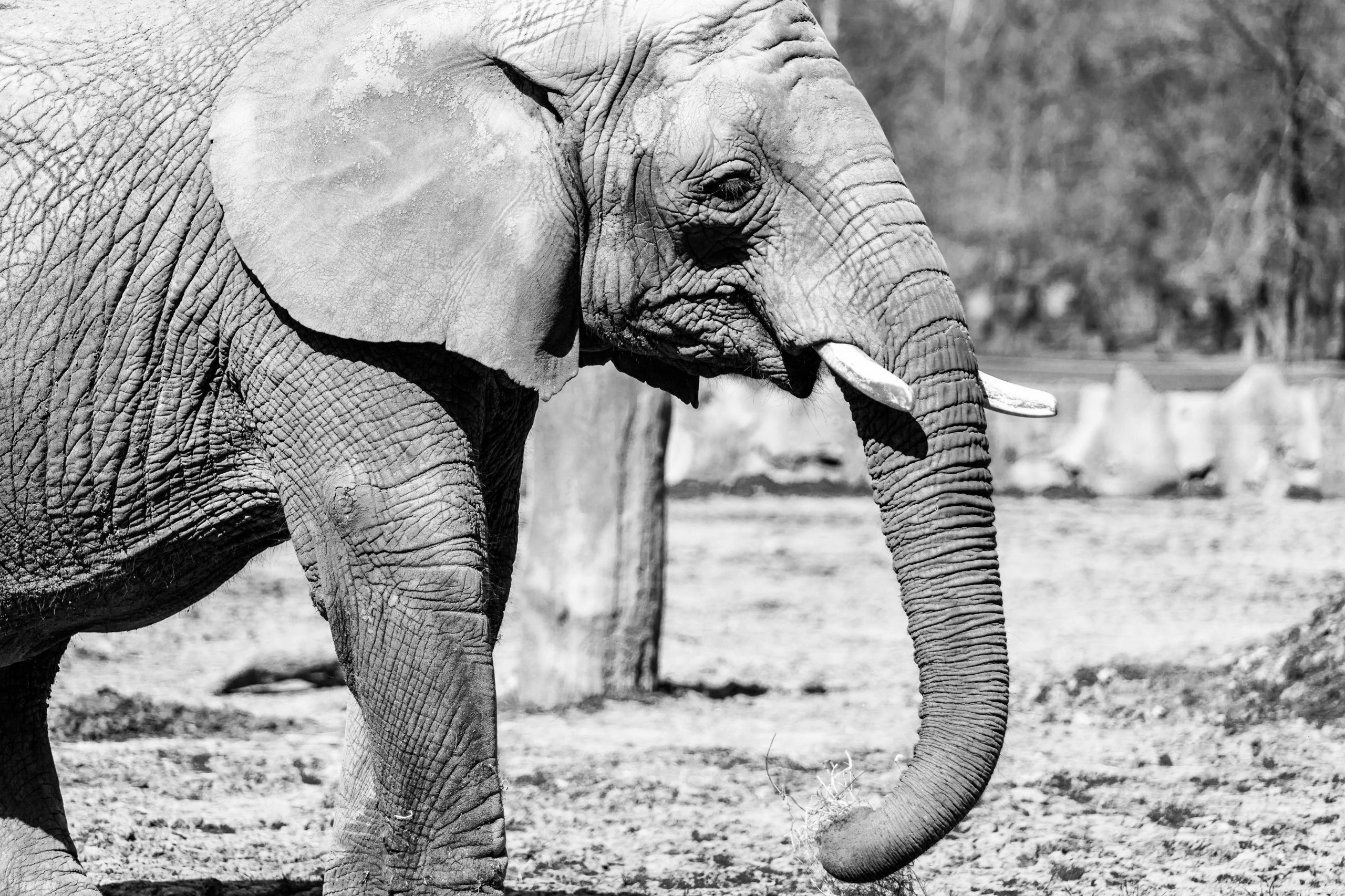 Wallpapers Animals Elephants Elephant