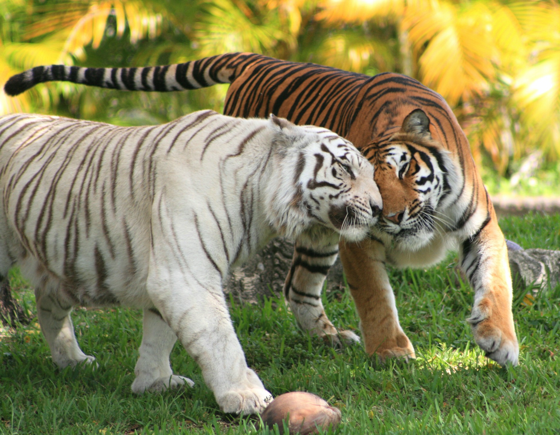 Wallpapers Animals Felines - Tigers 