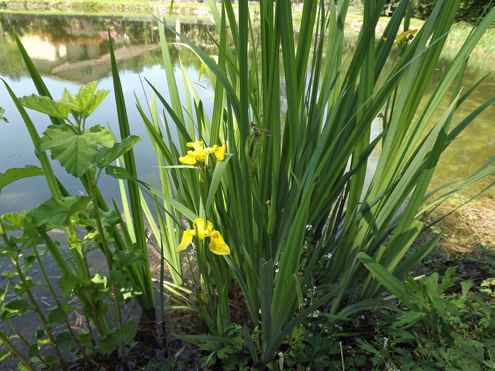 Fonds d'cran Nature Plantes - Arbustes 